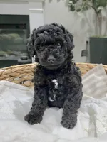 Morty, a female Miniature Goldendoodle for sale in Spring Grove, PA – Photo 1 of 3