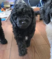 Morty, a female Miniature Goldendoodle for sale in Spring Grove, PA – Photo 2 of 3