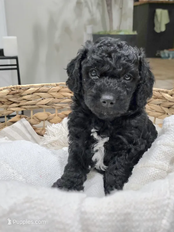 Hopper – Miniature Goldendoodle puppy for sale in Spring Grove, PA