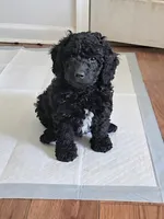 Hopper, a male Miniature Goldendoodle for sale in Spring Grove, PA – Photo 2 of 3