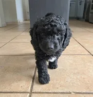 Hopper, a male Miniature Goldendoodle for sale in Spring Grove, PA – Photo 3 of 3