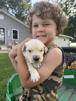 Rooster, a male Golden Retriever for sale in Nokomis, IL – 2 of 4