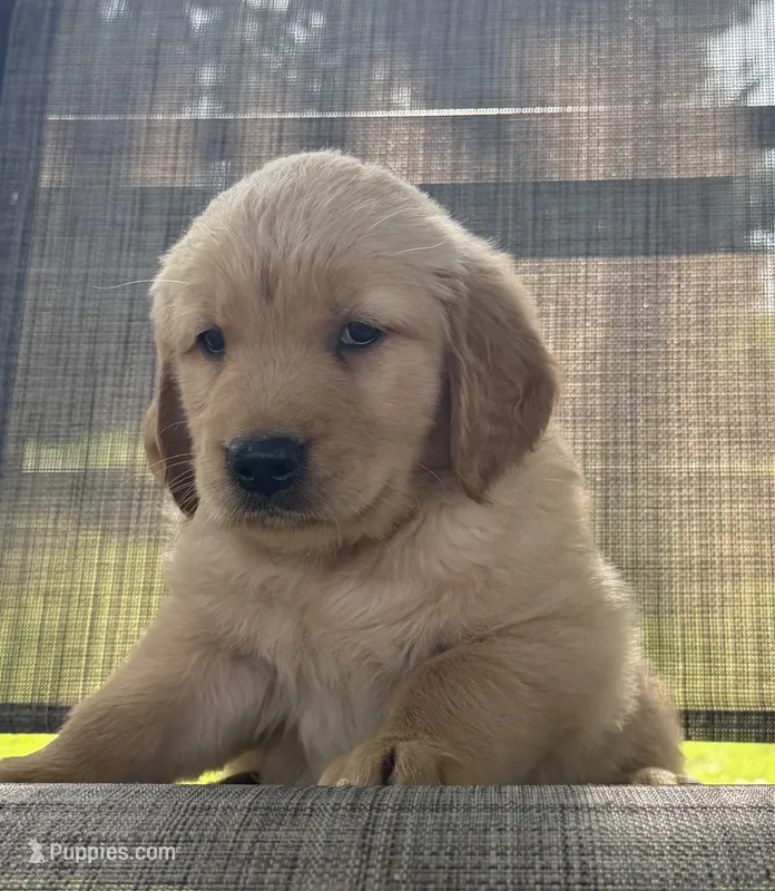 Lucky – Golden Retriever puppy for sale in Nokomis, IL