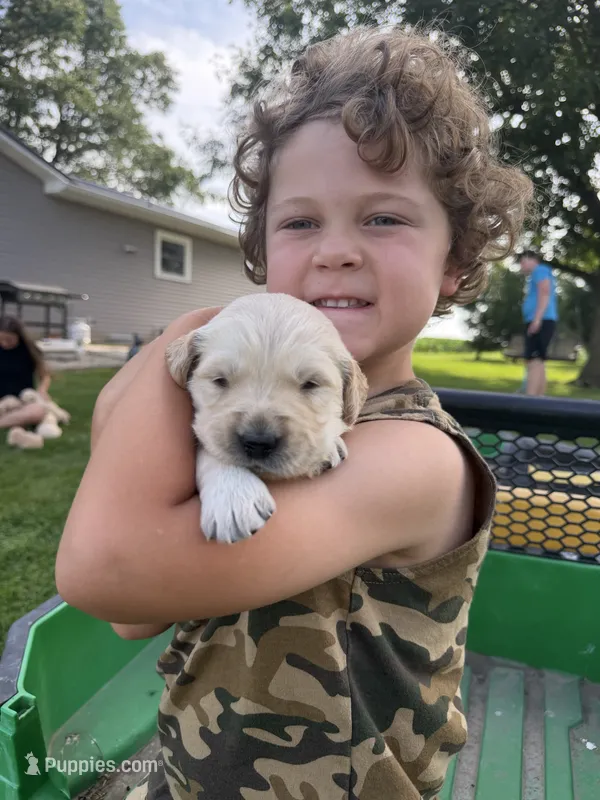 Bella, a female Golden Retriever for sale in Nokomis, IL – 1 of 4