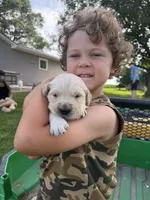 Bella, a female Golden Retriever for sale in Nokomis, IL – 1 of 4