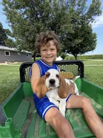 Fred, a male Basset Hound for sale in Nokomis, IL – 4 of 4