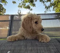 Duke, a male Goldendoodle for sale in Nokomis, IL – 3 of 6