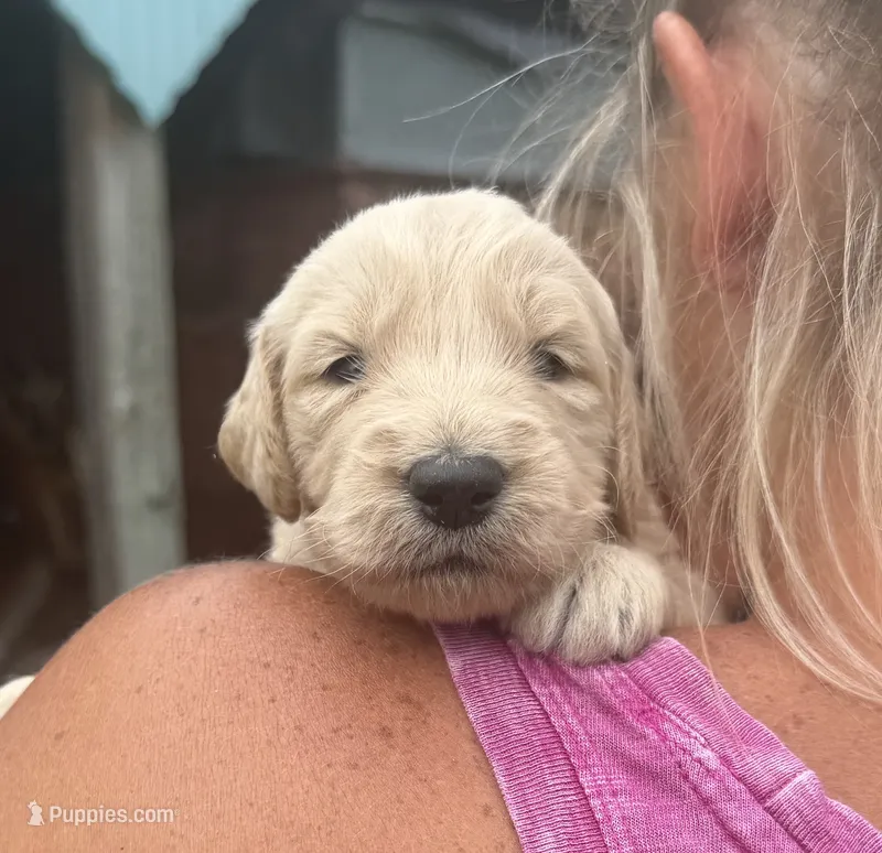 Duke – Goldendoodle puppy for sale in Nokomis, IL