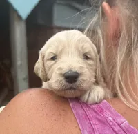 Duke, a male Goldendoodle for sale in Nokomis, IL – 1 of 6