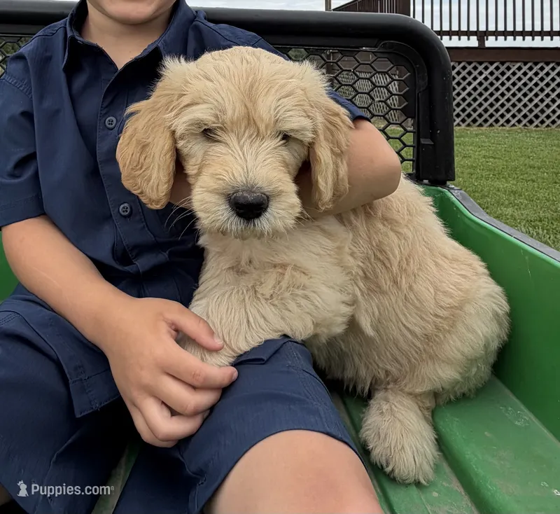 Duke – Goldendoodle puppy for sale in Nokomis, IL