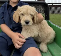 Duke, a male Goldendoodle for sale in Nokomis, IL – 1 of 6