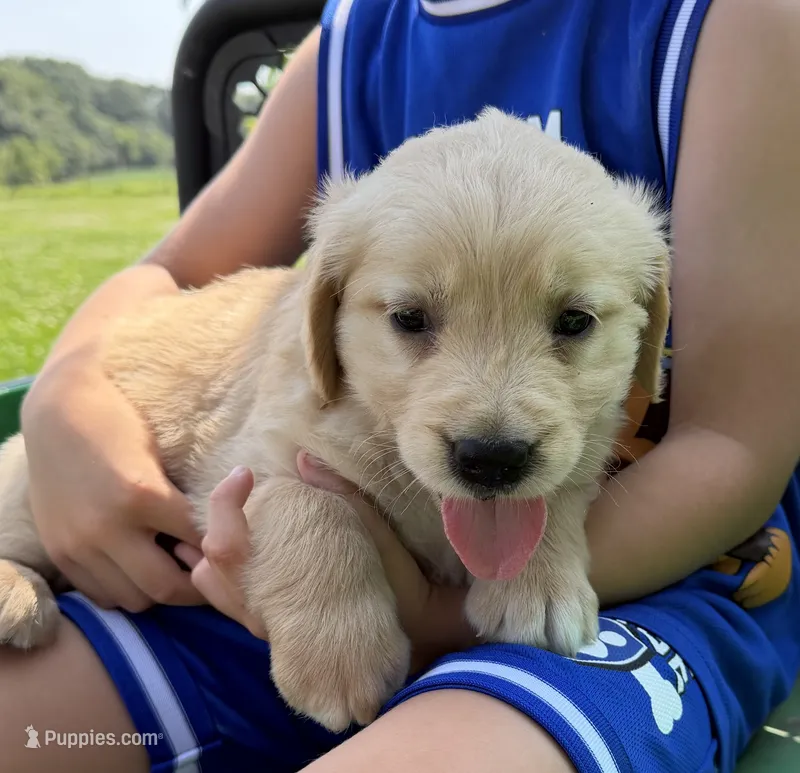 Bella – Golden Retriever puppy for sale in Nokomis, IL