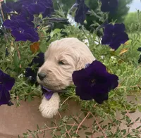 Duke, a male Goldendoodle for sale in Nokomis, IL – 4 of 6