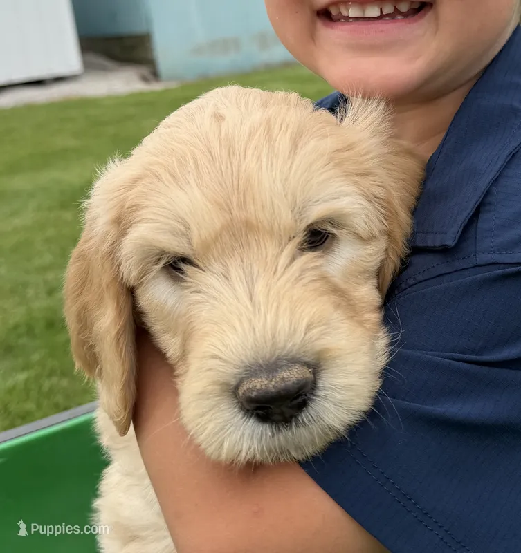 Lucy – Goldendoodle puppy for sale in Nokomis, IL