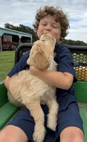 Jasper, a male Goldendoodle for sale in Nokomis, IL – 3 of 5