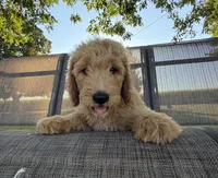 Duke, a male Goldendoodle for sale in Nokomis, IL – 5 of 6