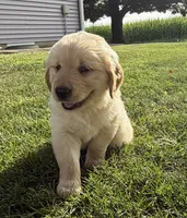 June, a female Golden Retriever for sale in Nokomis, IL – 2 of 7