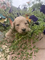 Sugar, a female Goldendoodle for sale in Nokomis, IL – 6 of 8