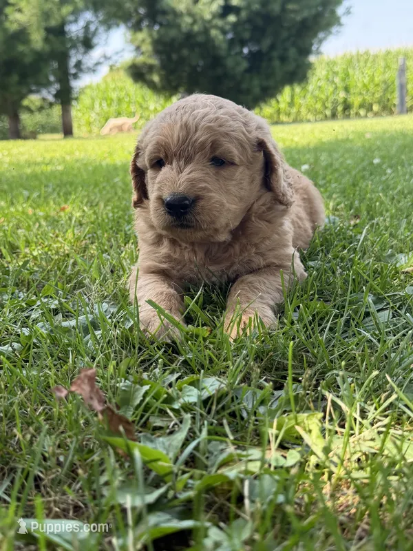 Hank – Goldendoodle puppy for sale in Nokomis, IL