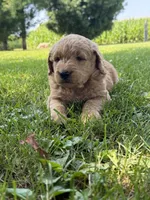Hank, a male Goldendoodle for sale in Nokomis, IL – 1 of 8