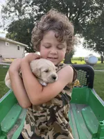 Lucy, a female Golden Retriever for sale in Nokomis, IL – 2 of 5