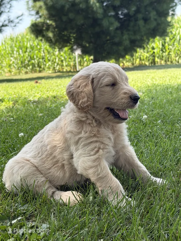 Duke – Goldendoodle puppy for sale in Nokomis, IL