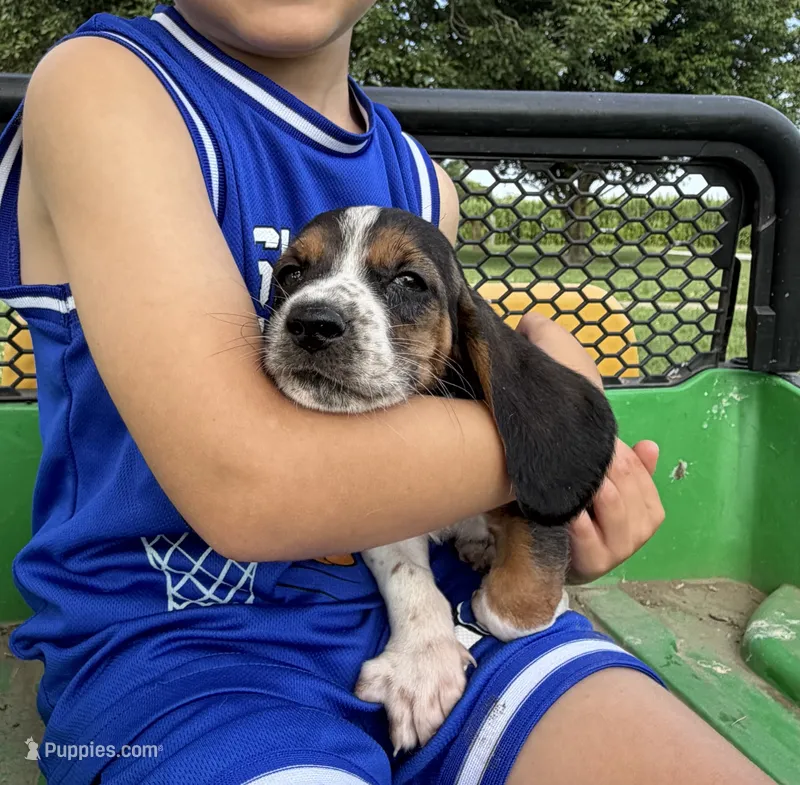 Tiny Tina – Basset Hound puppy for sale in Nokomis, IL
