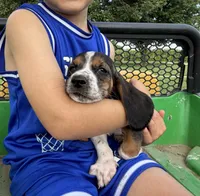 Tiny Tina, a female Basset Hound for sale in Nokomis, IL – 1 of 5