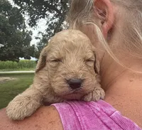 Sugar, a female Goldendoodle for sale in Nokomis, IL – 5 of 8