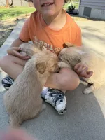 Lucy, a female Goldendoodle for sale in Nokomis, IL – 4 of 4