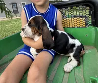 June, a female Basset Hound for sale in Nokomis, IL – 2 of 5