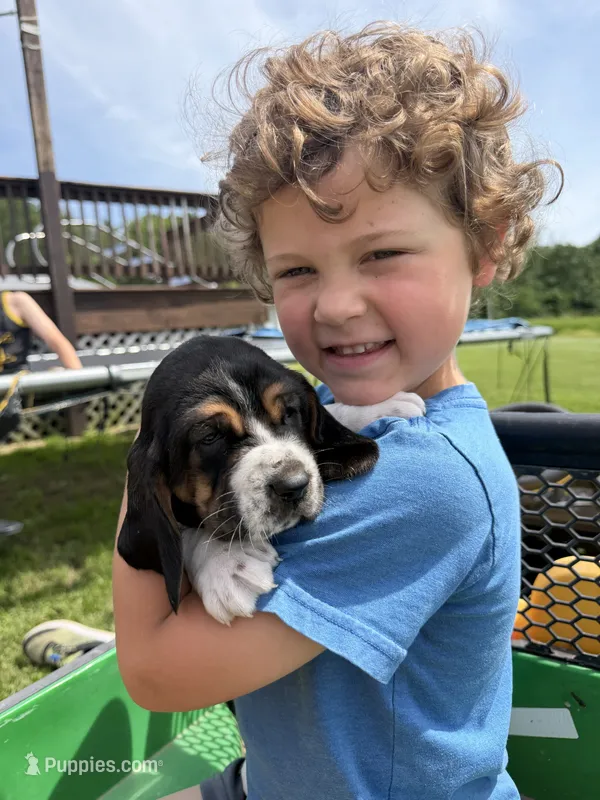 Fred – Basset Hound puppy for sale in Nokomis, IL