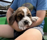 Rooster, a male Basset Hound for sale in Nokomis, IL – 2 of 5