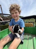 Ella, a female Basset Hound for sale in Nokomis, IL – 4 of 4