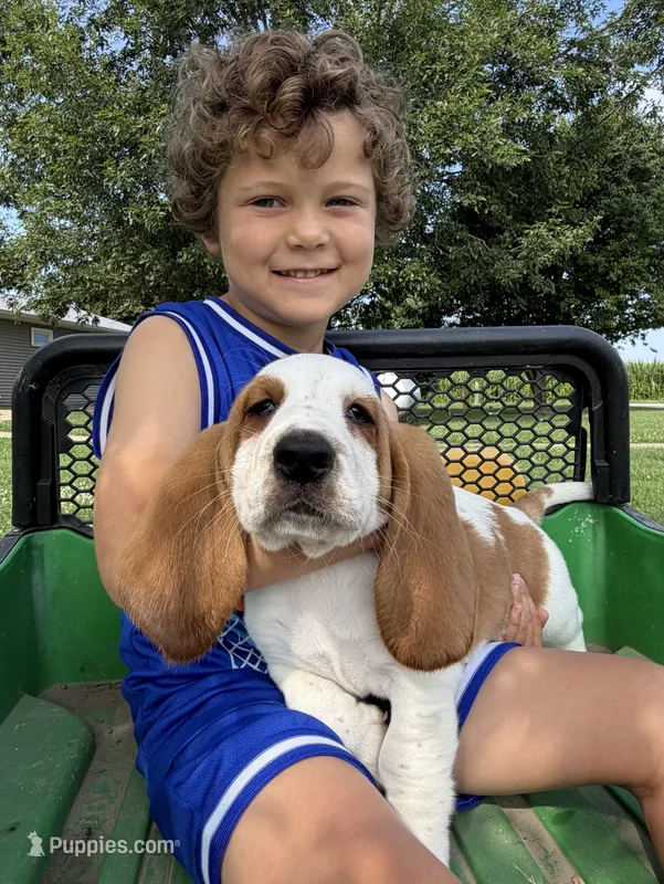 Fred – Basset Hound puppy for sale in Nokomis, IL