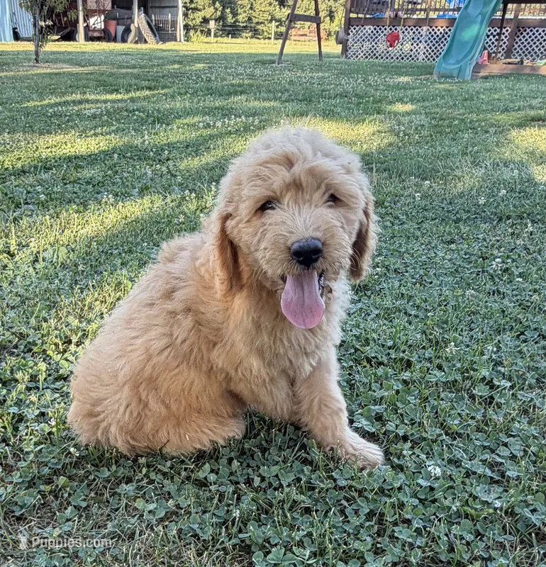 Sugar – Goldendoodle puppy for sale in Nokomis, IL