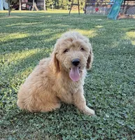 Sugar, a female Goldendoodle for sale in Nokomis, IL – 1 of 5