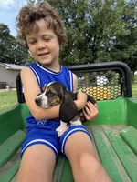 Tiny Tina, a female Basset Hound for sale in Nokomis, IL – 4 of 5