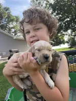 Lucky, a male Golden Retriever for sale in Nokomis, IL – 1 of 3