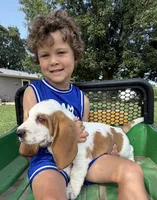 Fred, a male Basset Hound for sale in Nokomis, IL – 2 of 4
