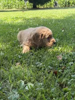 Hank, a male Goldendoodle for sale in Nokomis, IL – 3 of 8