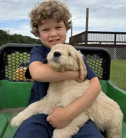 Duke, a male Goldendoodle for sale in Nokomis, IL – 2 of 6