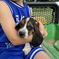 Tiny Tina, a female Basset Hound for sale in Nokomis, IL – 2 of 5