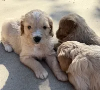 Lucky, a male Goldendoodle for sale in Nokomis, IL – 1 of 4