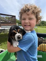 Fred, a male Basset Hound for sale in Nokomis, IL – 2 of 5