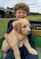 Jasper, a male Goldendoodle for sale in Nokomis, IL – 5 of 5