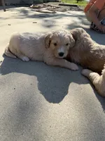 Lucky, a male Goldendoodle for sale in Nokomis, IL – 4 of 4