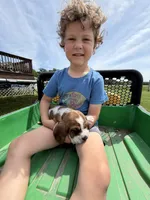 Rooster, a male Basset Hound for sale in Nokomis, IL – 4 of 5