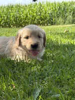 Bella, a female Goldendoodle for sale in Nokomis, IL – 3 of 7