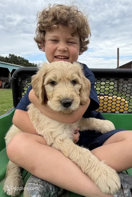 Rufus – Goldendoodle puppy for sale in Nokomis, IL